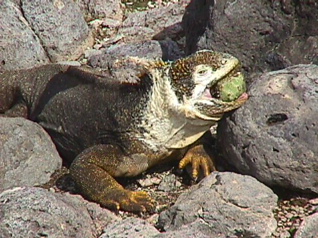 Patchy With Cactus Bud In Mouth